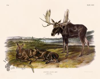 76 Moose Deer